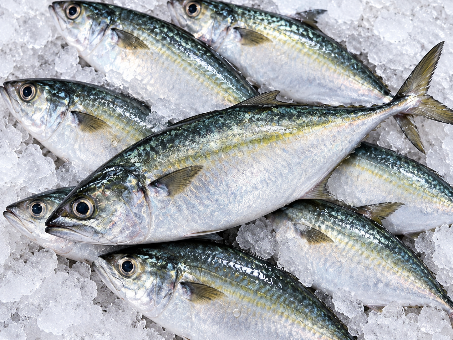 Indian Mackerel (Bangda) बांगडा