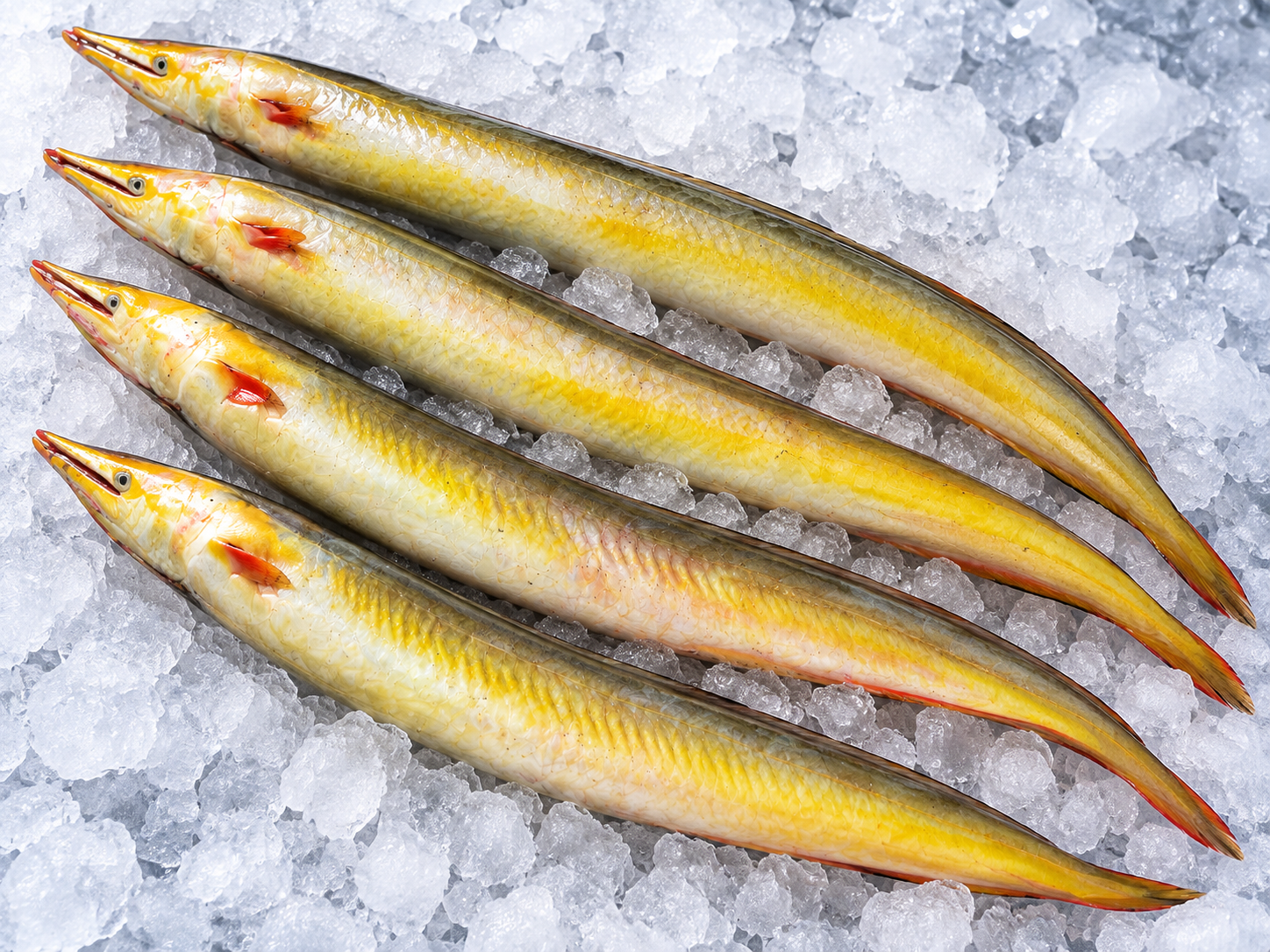 Yellow Conger Eel (Vaam Fish) वाम मासा