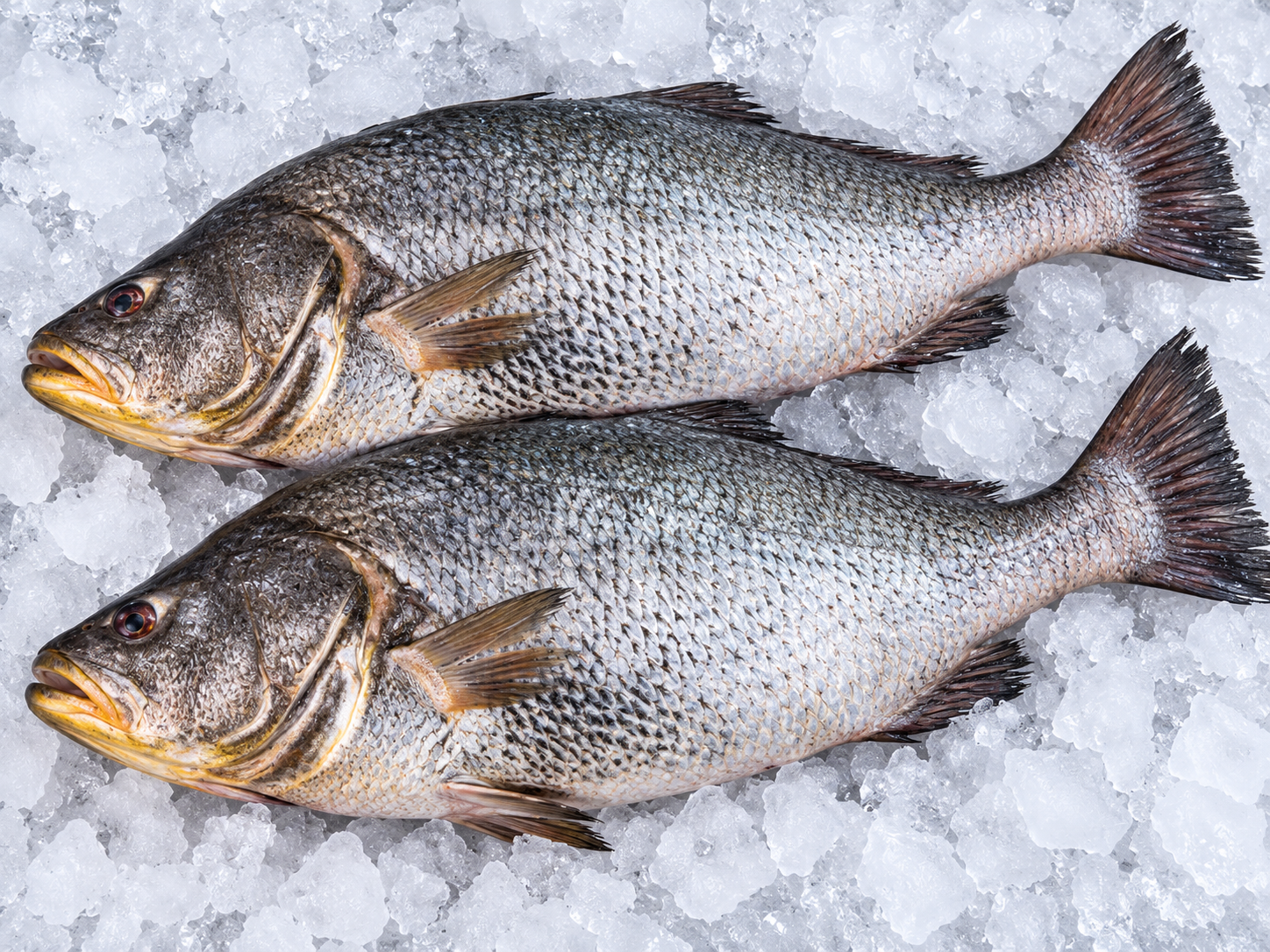 Ghol Fish (Blackspotted Croaker) घोळ मासा