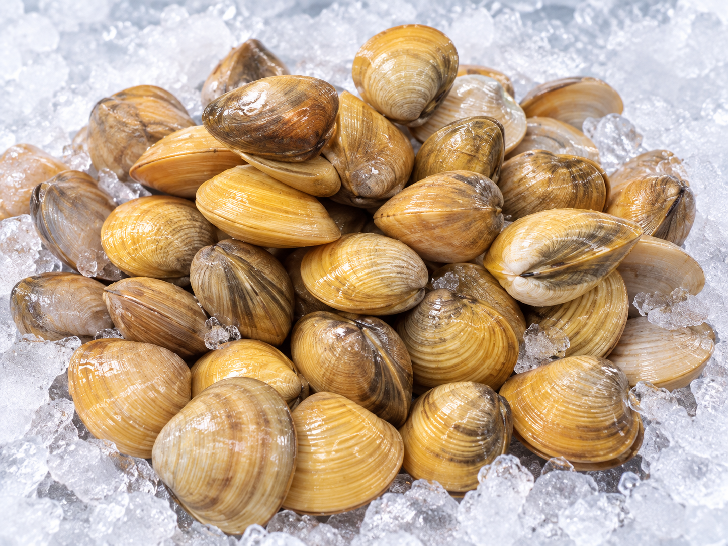 Clams तिसऱ्या / शिंपले
