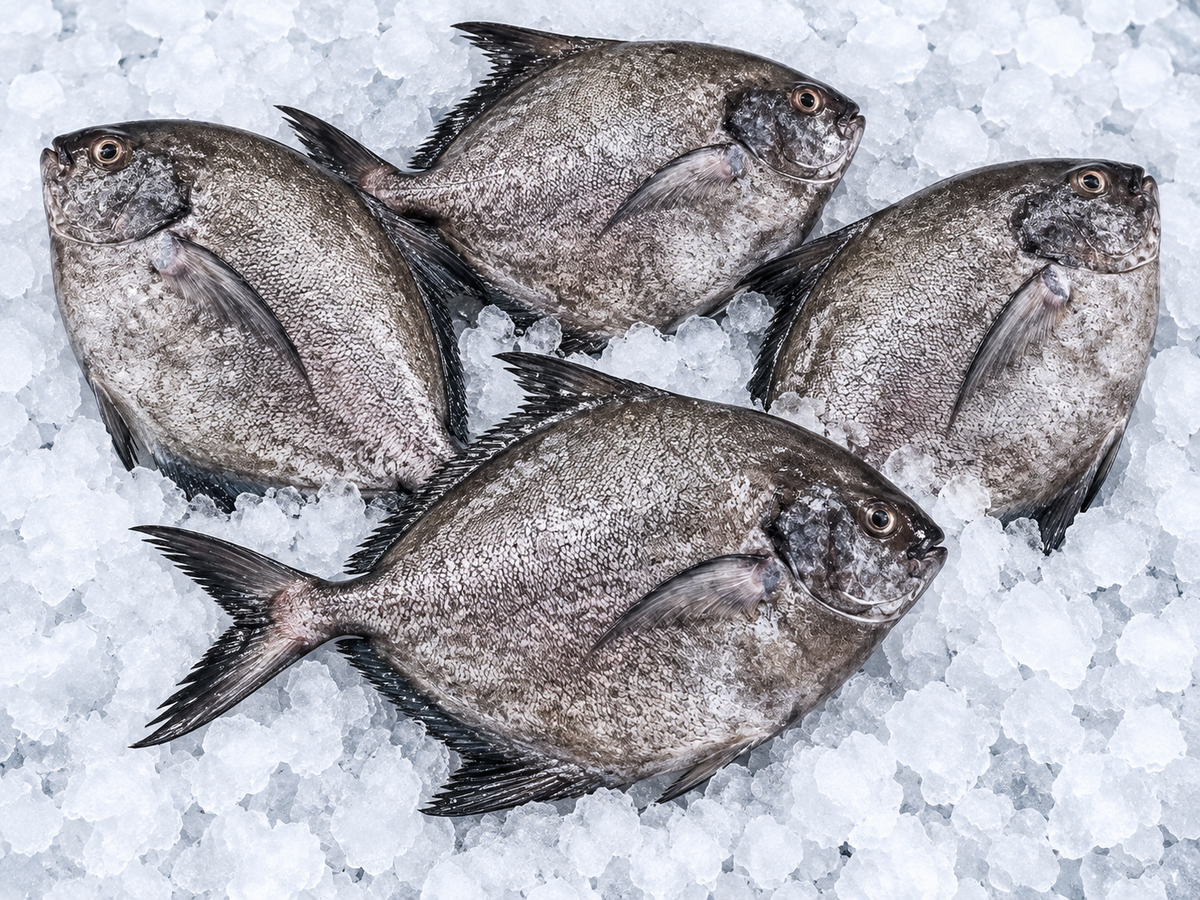 Black Pomfret (Halwa Fish) हलवा मासा