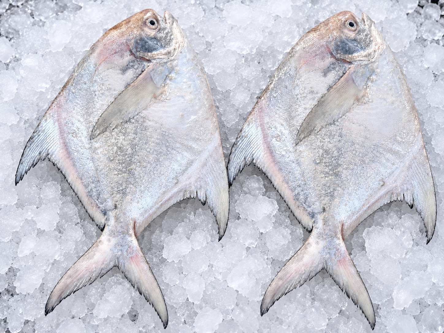 Super size Pomfret 500gm above  मोठा पापलेट