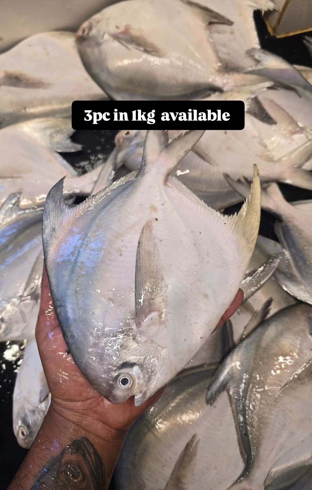 Silver Pomfret 3pcs in 1kg 